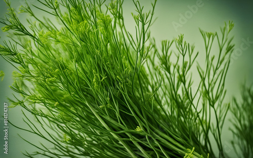 Bunch of fresh dill  close-up  light green  delicate texture emphasized