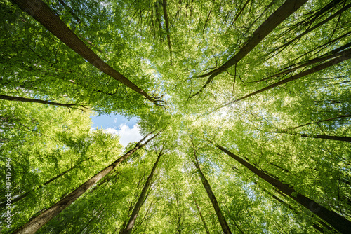 Viewing sunlight peeking through the canopy of a forest - sustainability