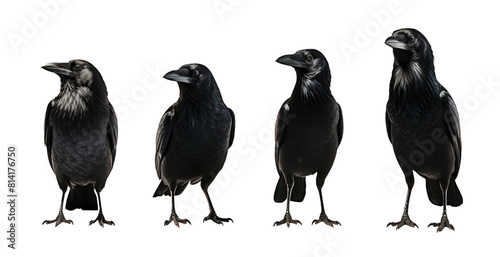 set of black crows sitting on a tree branch, watercolor illustration on a white background