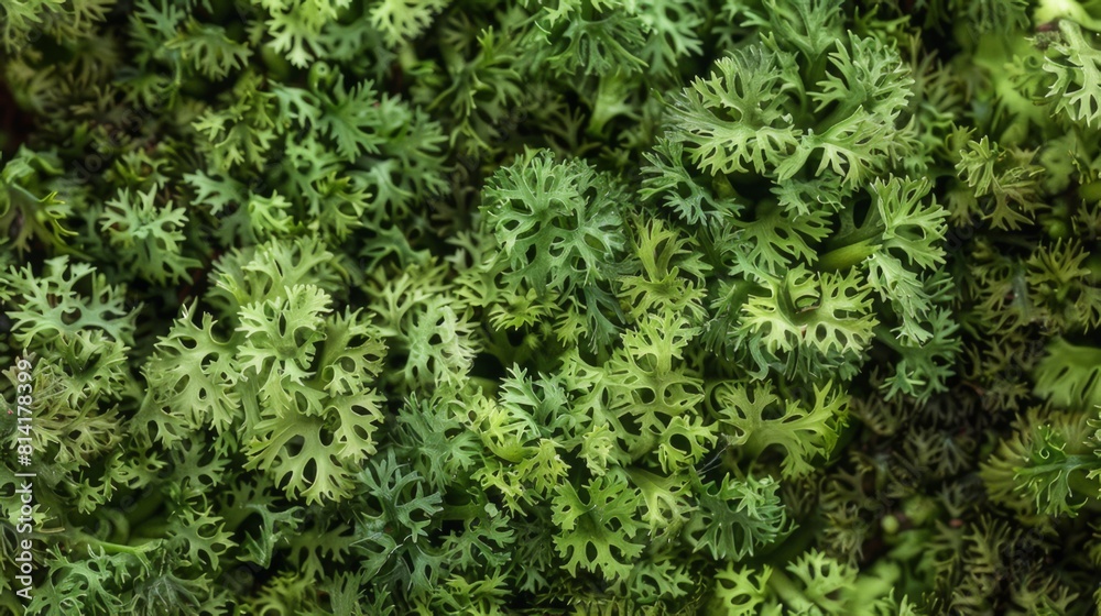 Green moss photo texture background from above.  Realistic macro shoot. Modern eco friendly decor natural background. Symbol of sustainability. Wallpaper, Texture.