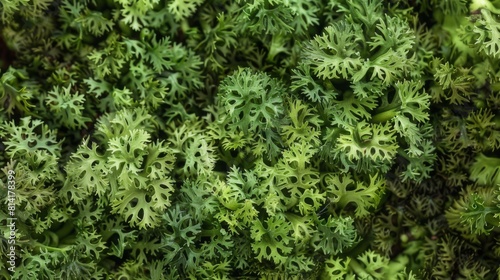 Green moss photo texture background from above.  Realistic macro shoot. Modern eco friendly decor natural background. Symbol of sustainability. Wallpaper  Texture.