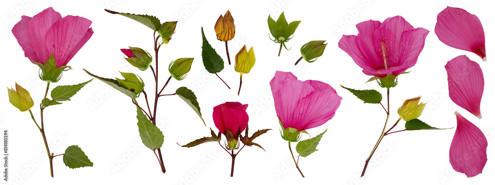 PNG set of isolated hibiscus plants, leaves and flowers (chinese rose, chinese hibiscus) on transparent background