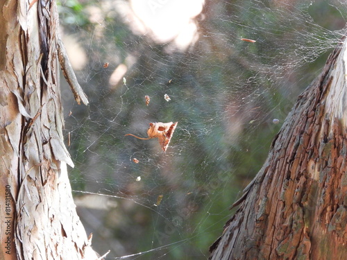 A spider web between two trees