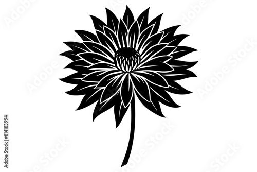 xeranthemum flower vector illustration
