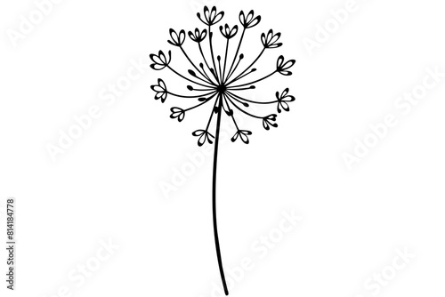 queen anne s lace flower vector illustration