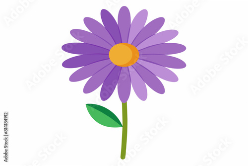 osteospermum flower vector illustration