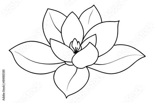 magnolia, flower vector illustration