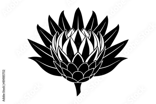king protea flower vector illustration