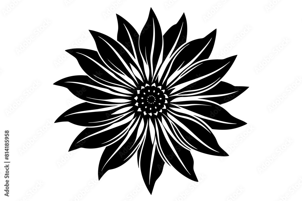 gazania flower vector illustration