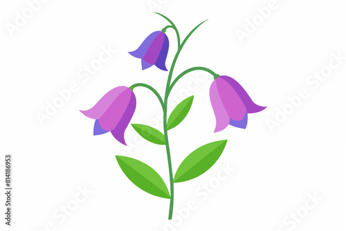 canterbury bells flower vector illustration