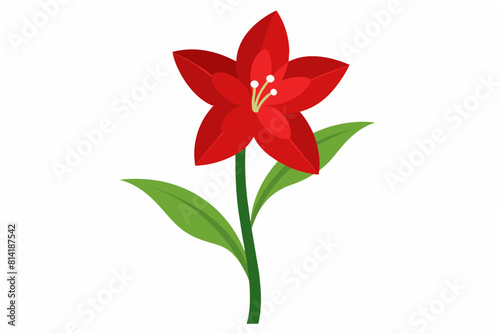 amaryllis flower vector illustration