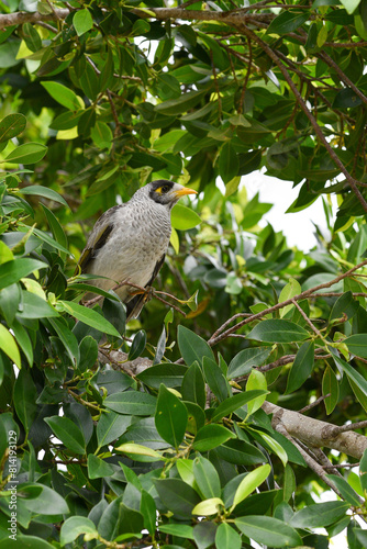 Le Méliphage bruyant (Manorina melanocephala)