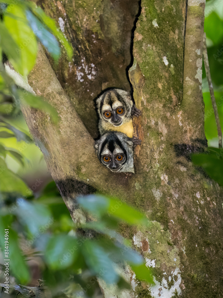 Two Spix's night monkey or owl monkey in the tree hole Two Spix's night monkey or owl monkey in the tree hole