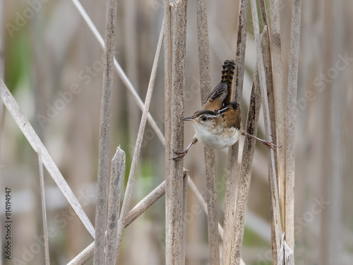 Marsh Wren bird standing on two reeds in the marsh.