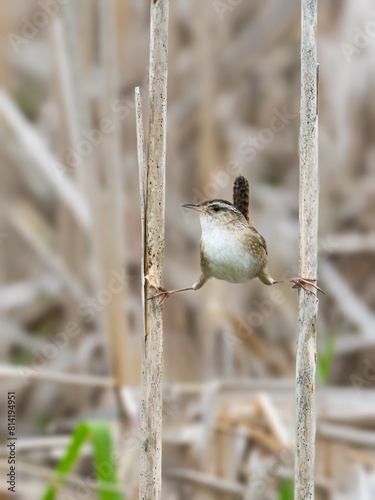 Marsh Wren bird standing on two reeds in the marsh.