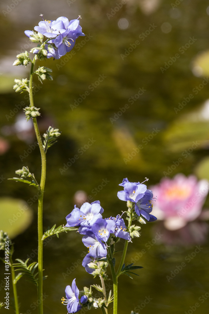 Jakobsleiter, Himmelsleiter, Sperrkraut (Polemonium spec.) Jakobsleiter, Himmelsleiter, Sperrkraut (Polemonium spec.)