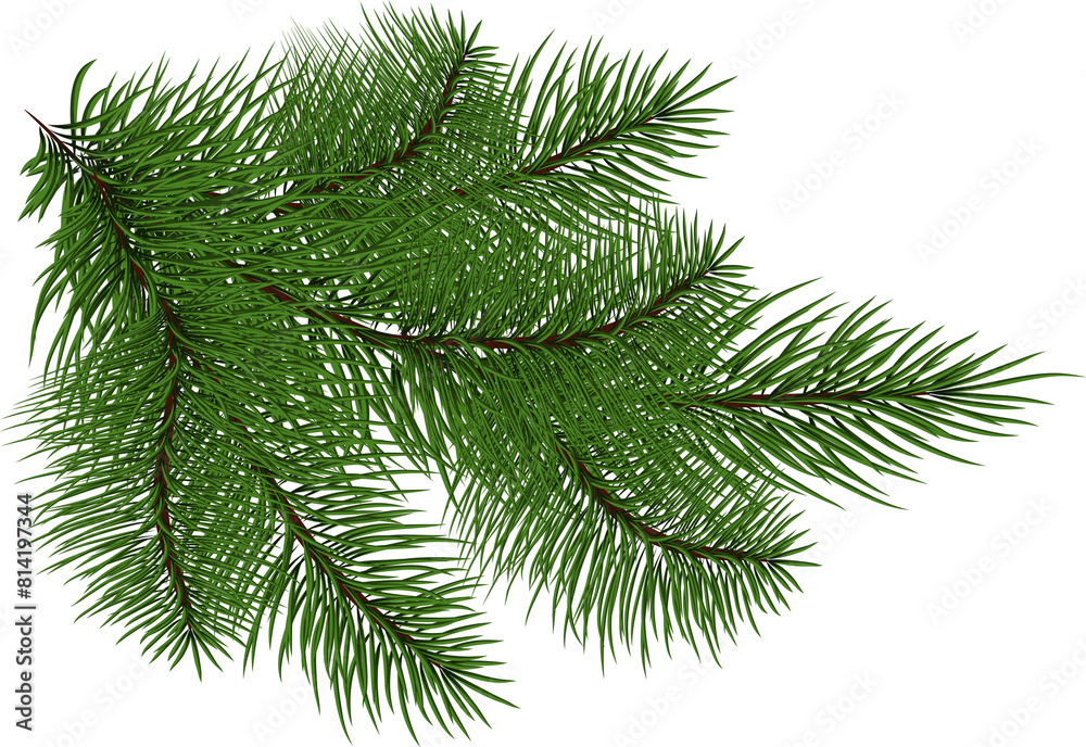 Spruce branch.green tree branch. Coniferous evergreen branch, close-up . Christmas decor.transparent, png, illustration Spruce branch.green tree branch. Coniferous evergreen branch, close-up . Christmas decor.transparent, png, illustration