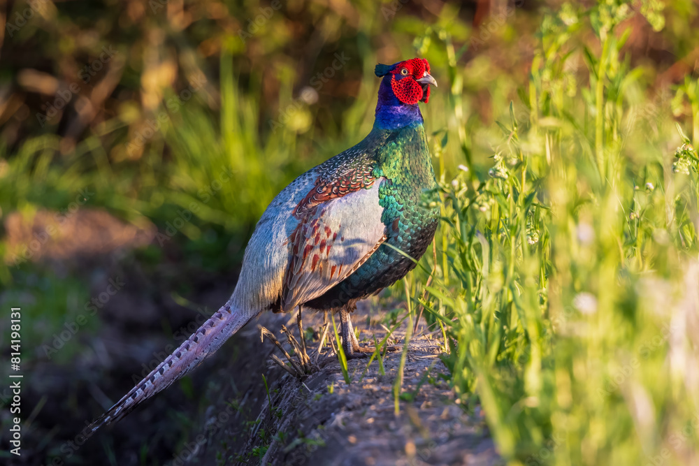 Fototapeta premium Japan Green Pheasant