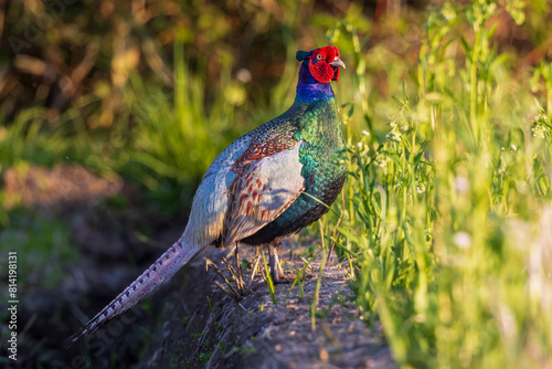 Japan Green Pheasant
