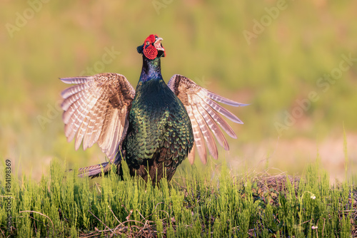 Japanese green pheasant singing