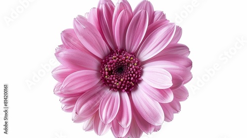 Light pink daisy with dark pink center. Isolated on white background.