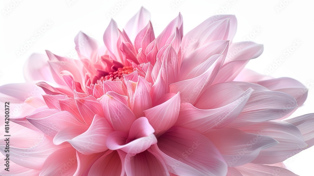 Pink dahlia flower isolated on white background. Pink dahlia flower isolated on white background.