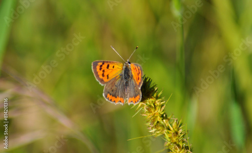 Orange and brown butterfly perched on a plant with thorns photo