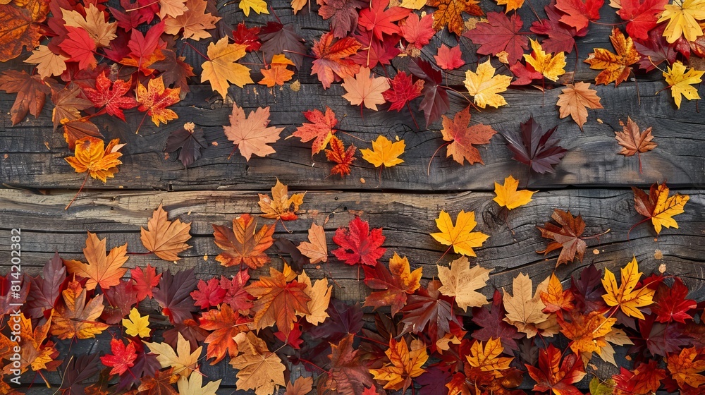 Fototapeta premium Maple leaves background