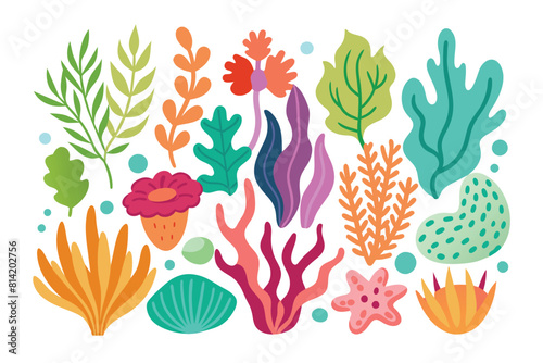 Collection of seaweeds and corals.