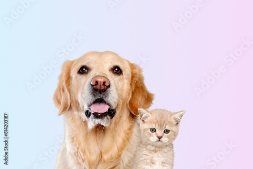 Cute smart dog and cat together