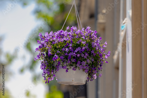 Selective focus of violet blue flowers in flowerpot, Campanula portenschlagiana on balcony, Dalmatian bellflower is a species of flowering plant in the family Campanulaceae, Natural floral background.