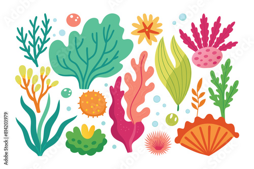 Collection of seaweeds and corals.