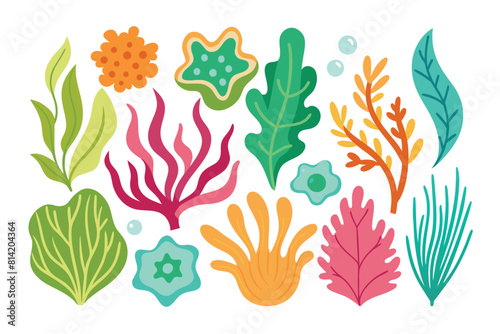 Collection of seaweeds and corals.