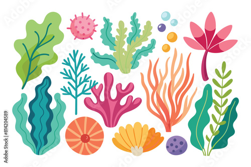 Collection of seaweeds and corals.