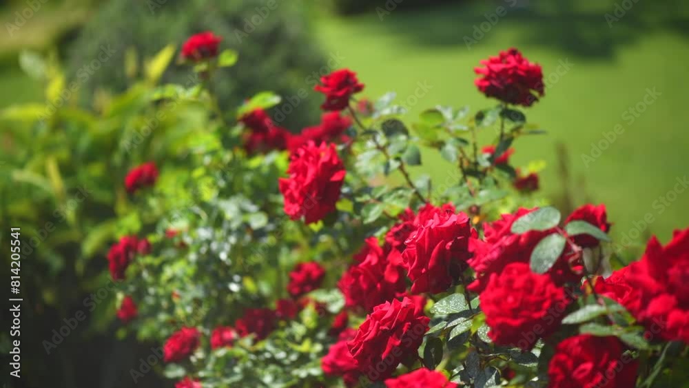 Red roses blooming in a garden, close up. Gardening, landscape design. Rose flowers growing, over green grass background. Landscaping, flower bed Red roses blooming in a garden, close up. Gardening, landscape design. Rose flowers growing, over green grass background. Landscaping, flower bed
