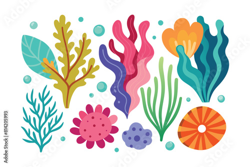 Collection of seaweeds and corals.