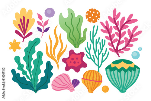 Collection of seaweeds and corals.