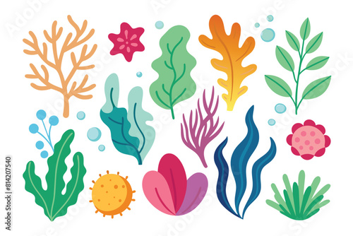 Collection of seaweeds and corals.