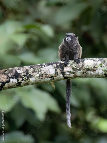 Napo Tamarin monkey sitting on tree branch in tropical forest