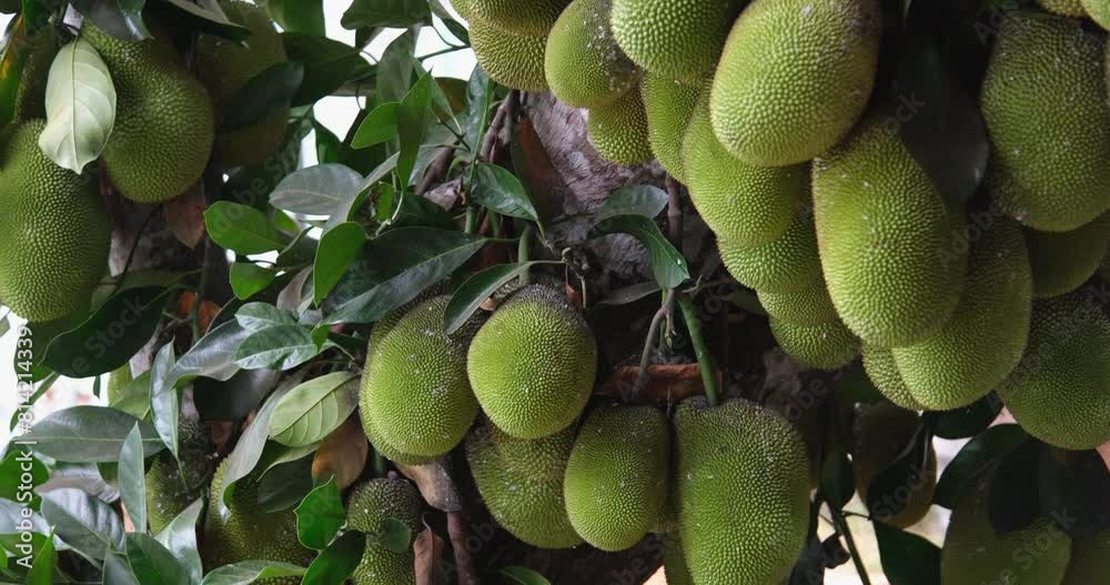 White liquid flows out of jackfruit Picking Jackfruit from a tree man twists a jack fruit from its stem until it falls off the tree and onto the ground 
