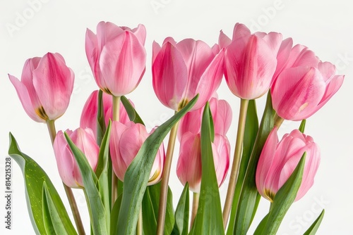 vibrant pink tulip bouquet on white background floral still life photography