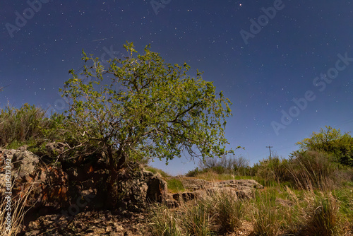Desert Tree and Rocks on a Starry Night