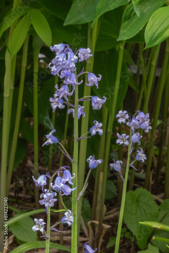 Spanish Bluebell (Hyacinthoides hispanica) photo