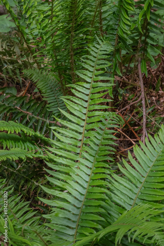 Sword Fern  polystichum munitum 