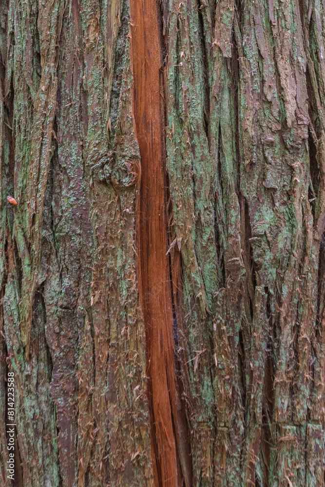 Obraz premium Western redcedar (Thuja Plicata)