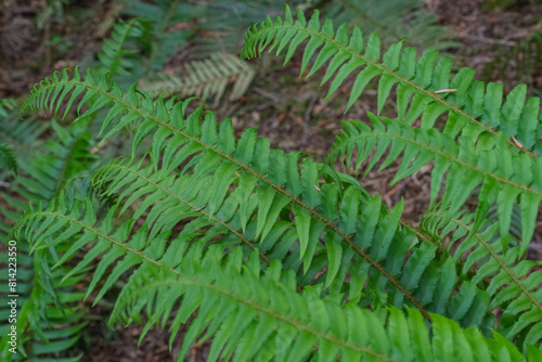 Sword Fern (polystichum munitum) photo