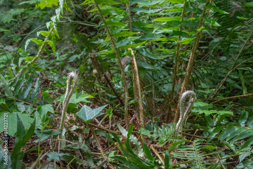 Sword fern (polystichum munitum) photo