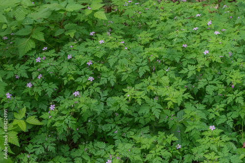 Foto Herb Robert (Geranium Robertainum)