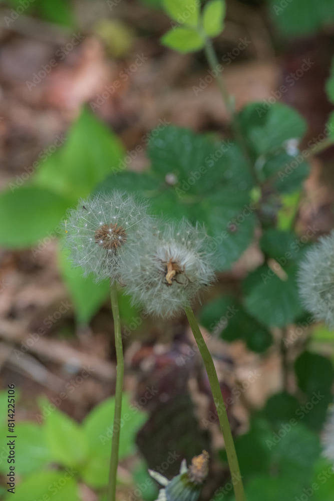 Dandelion (Taraxacum) Dandelion (Taraxacum)