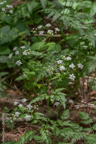 Japanese Hedge Parsley  Torilis Japonica 